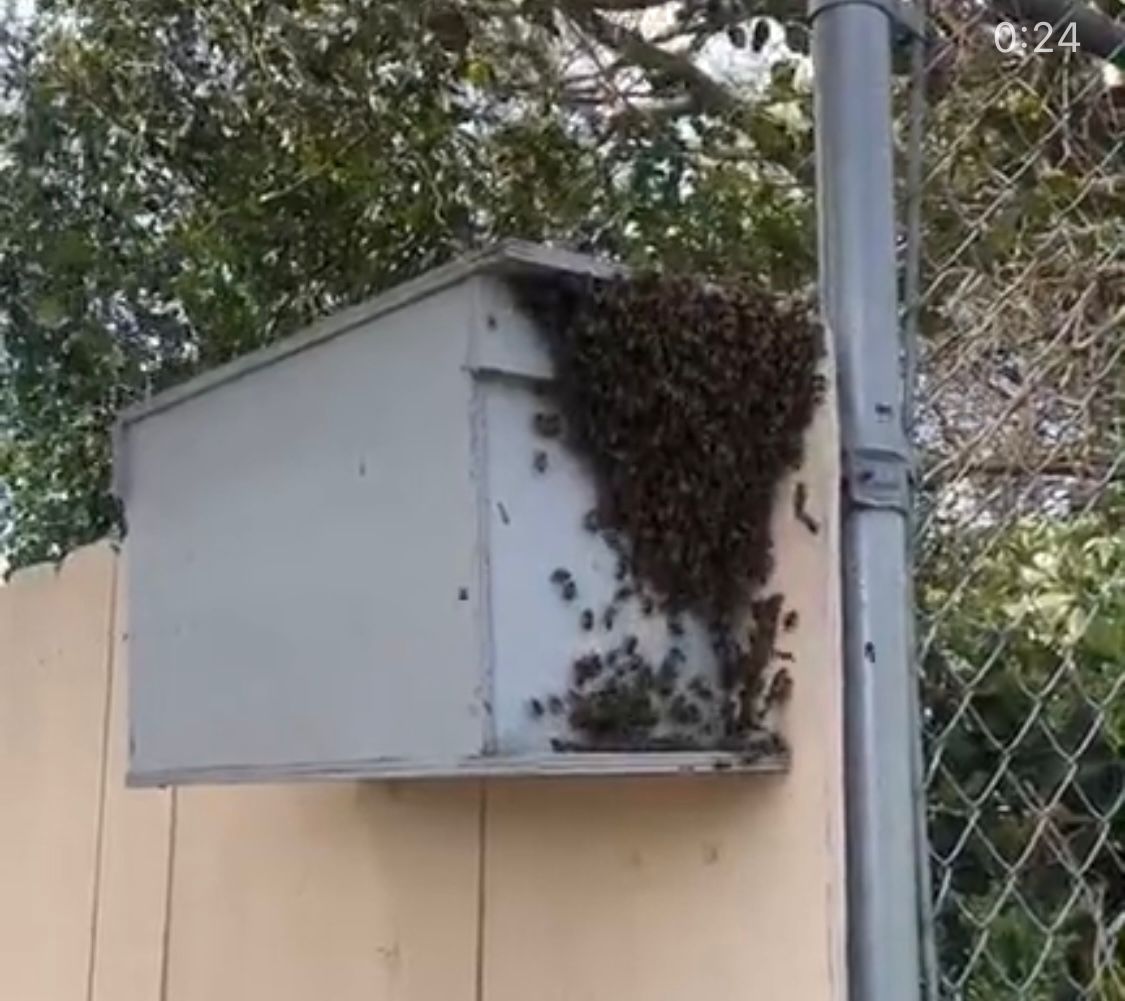 Honeybee Swarm Trap